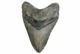 Serrated, Fossil Megalodon Tooth - North Carolina #384107-1